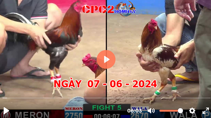 Đá gà CPC2 ngày 07-06-2024