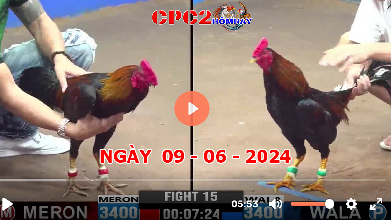 Đá gà CPC2 ngày 09-06-2024