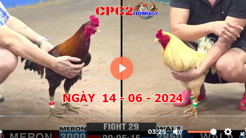 Đá gà CPC2 ngày 14-06-2024