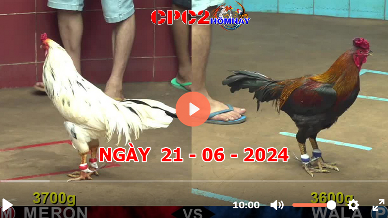 Đá gà CPC2 ngày 21-06-2024