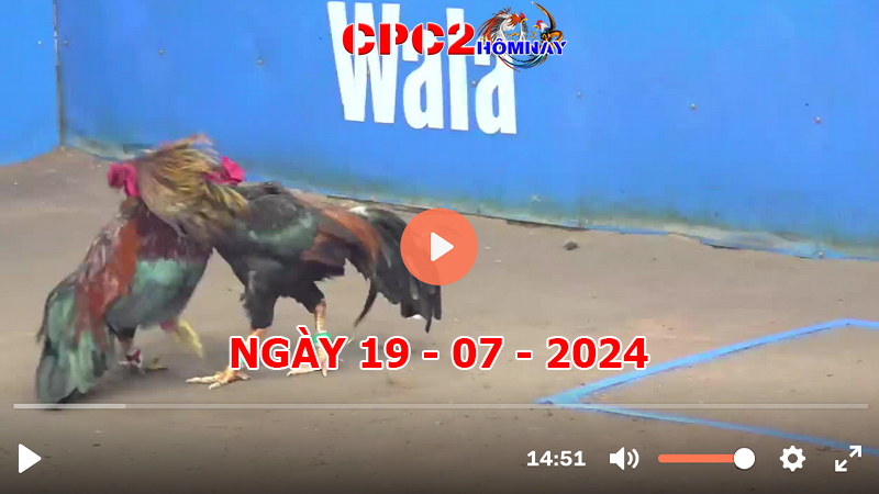 Đá gà CPC2 ngày 19-7-2024