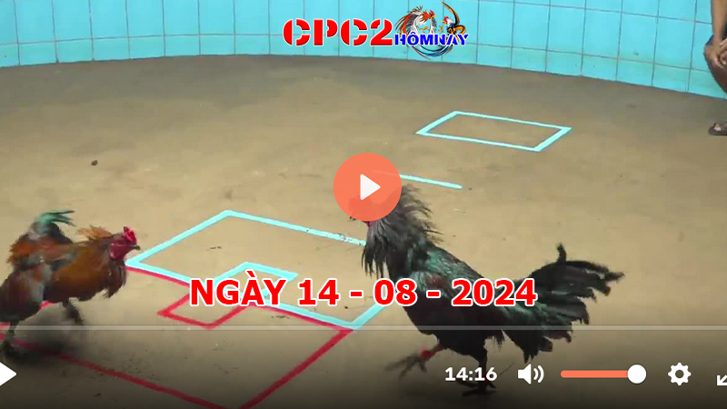 Đá gà CPC2 ngày 14-8-2024