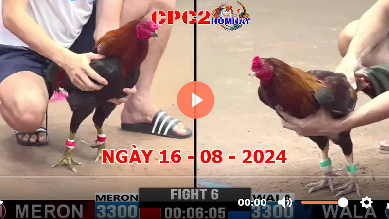 Đá gà CPC2 ngày 16-8-2024