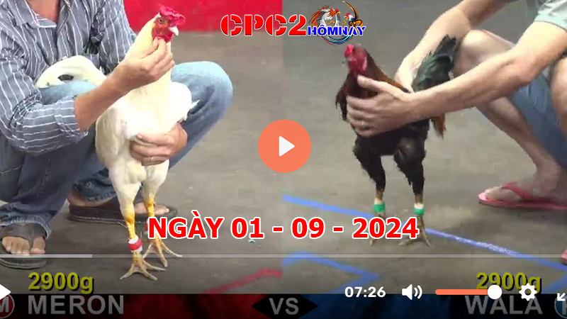 Đá gà CPC2 ngày 01-9-2024