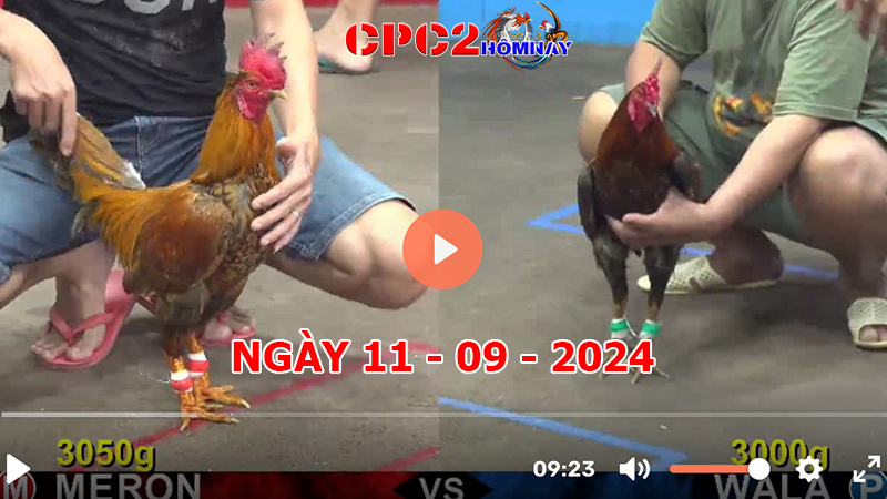 Đá gà CPC2 ngày 11-9-2024