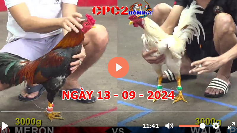 Đá gà CPC2 ngày 13-9-2024