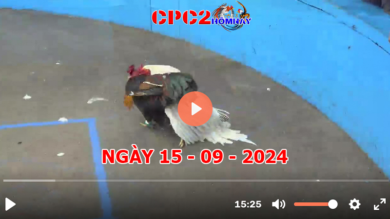 Đá gà CPC2 ngày 15-9-2024