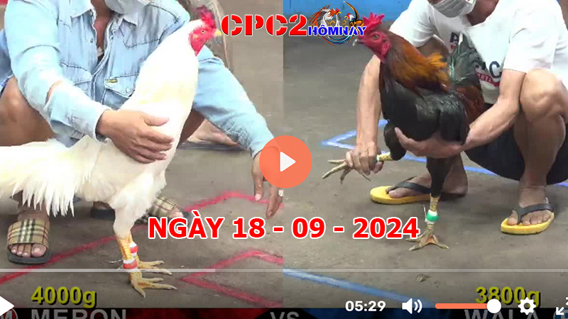 Đá gà CPC2 ngày 18-9-2024