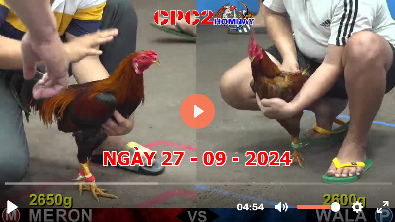 Đá gà CPC2 ngày 27-9-2024