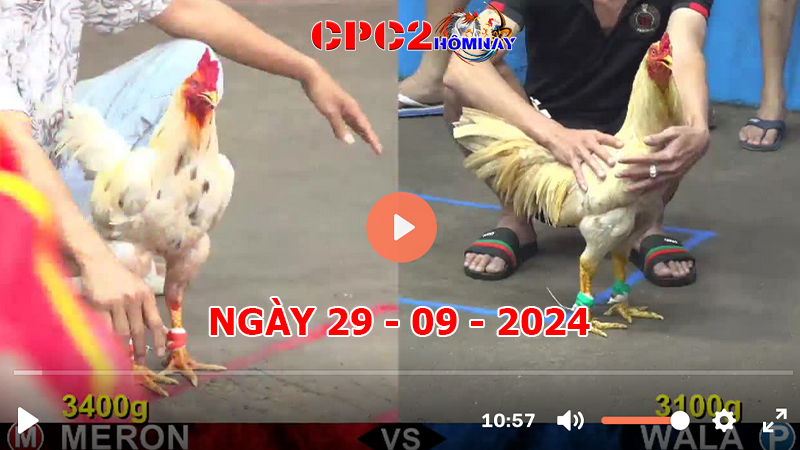 Đá gà CPC2 ngày 29-9-2024